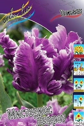 Тюльпан Мистериос Пэррот 1шт (КолЛайн) 7шт/уп