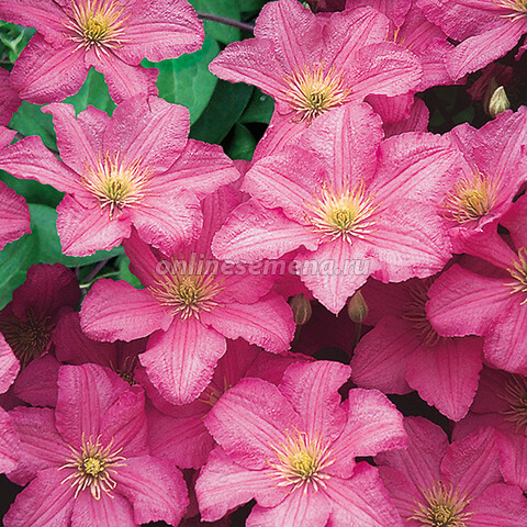 Клематис Комтесс Де Бушо Р9 1шт (КолЛайн)