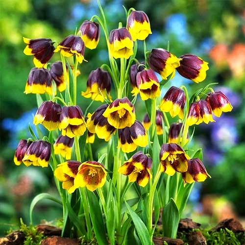 Фритиллярия Ува Вульпис 7/8 1шт (Садовита) 10шт/уп