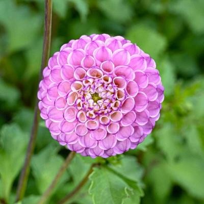 Георгина Зиппити До Да 1шт (КолЛайн)