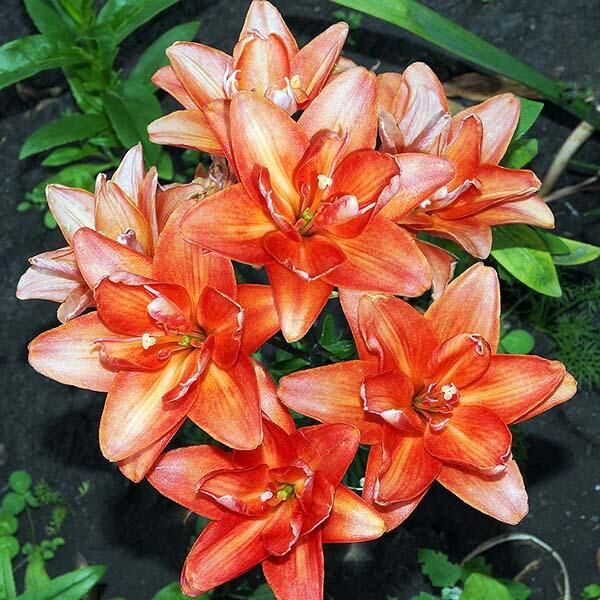 Лилия Кеб Латте 12/14 1шт (КолЛайн) 5шт/уп