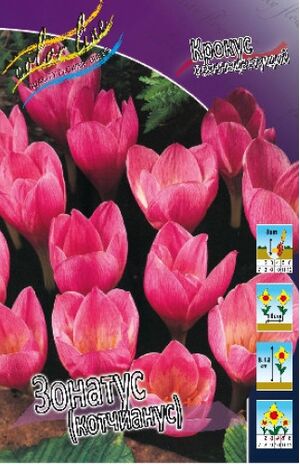 Крокус Зонатус (Котчианус) 1шт (КолЛайн) 10шт/уп