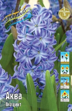 Гиацинт Аква 14/15 1шт (КолЛайн) 3шт/уп 
