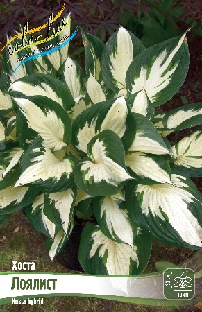 Хоста Лоялист 1шт (КолЛайн) 