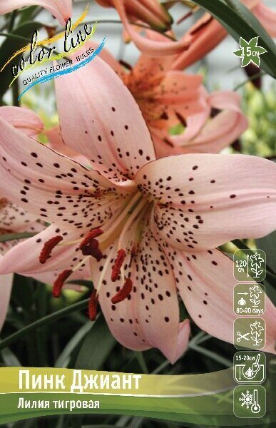 Лилия Пинк Джиант 12/14 1шт (КолЛайн)