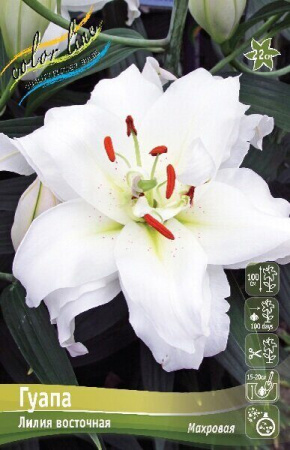 Пион Биг Ред Бумер Сунер 1шт (КолЛайн)