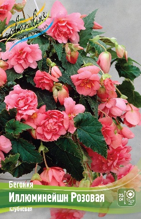 Бегония Иллюминейшн Розовая 1шт (КолЛайн) 3шт/уп