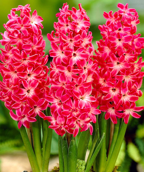 Гиацинт Рэд Глори 14/15 1шт (КолЛайн) 3шт/уп