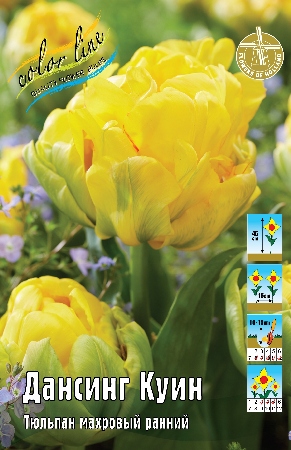 Тюльпан Дансинг Куин 12/+ 1шт (КолЛайн) 7шт/уп