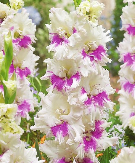 Гладиолус Киров 10/12 1шт (КолЛайн) 8шт/уп