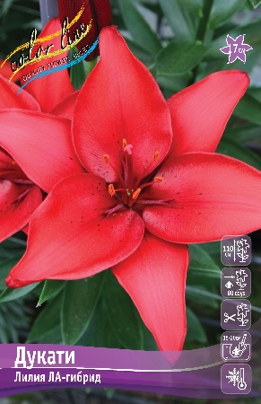 Лилия Дукати 12/14 1шт (КолЛайн) 7шт/уп