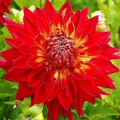 Георгина Манхэттен Айлэнд 1шт (КолЛайн)