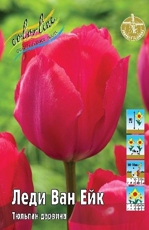 Тюльпан Леди Ван Ейк 1шт (КолЛайн) 8шт/уп