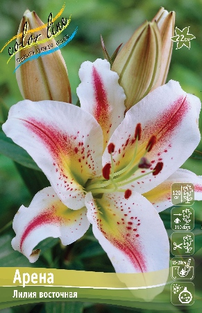 Лилия Арена 12/14 1шт (КолЛайн) 5шт/уп восточка, белая с желто-красн.полосками