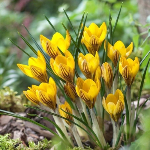 Крокус Ерли Голд 5/7 1шт (КолЛайн) 8шт/уп