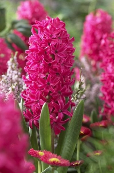 Гиацинт Рэд 14/15 1шт (КолЛайн) 3шт/уп