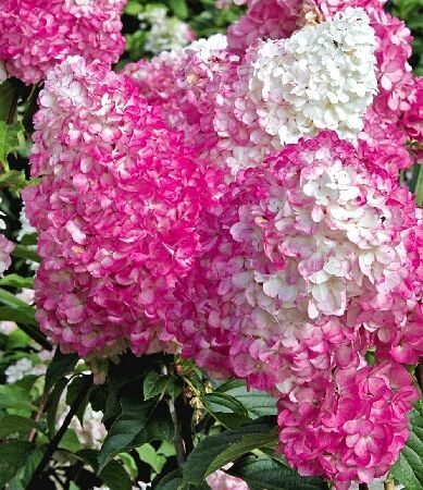 Гортензия Ванилле Фрайз метельчатая 1шт (КолЛайн)