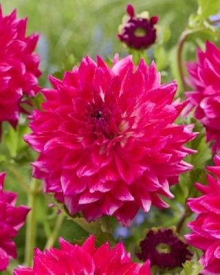 Георгина Диамонд Дебютант 1шт (КолЛайн)