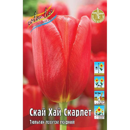 Тюльпан Скай Хай Скарлет 1шт (КолЛайн) 8шт/уп