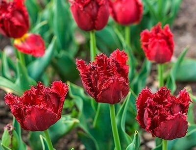 Тюльпан Барбадос 12/+ 1шт (Садовита) 5шт/уп