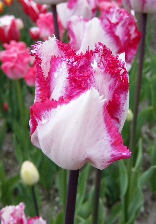 Тюльпан Пинк Сноуи 1шт (КолЛайн) 8шт/уп