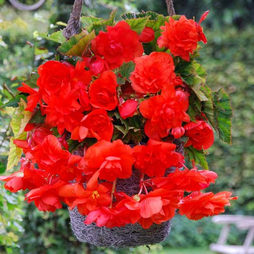Бегония Пендула Ярко-красная 5/6 1шт (КолЛайн)