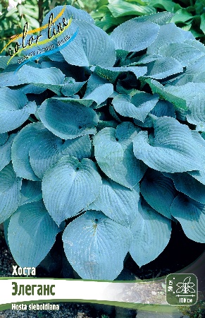Хоста Элеганс 1шт (КолЛайн) 2шт/уп