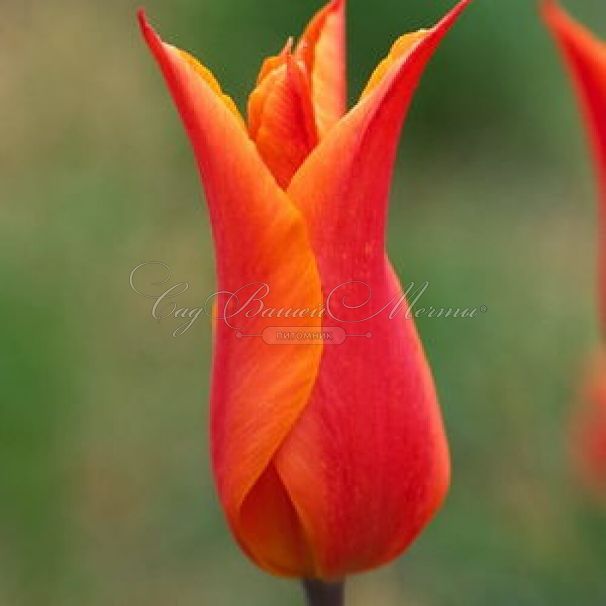 Тюльпан Балерина 11/12 1шт (Садовита) 8шт/уп