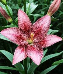 Лилия Свит Шугар 12/14 1шт (КолЛайн) 7шт/уп