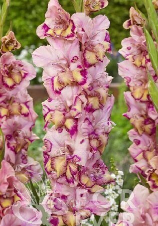 Гладиолус Квипо 10/12 1шт (КолЛайн) 8шт/уп