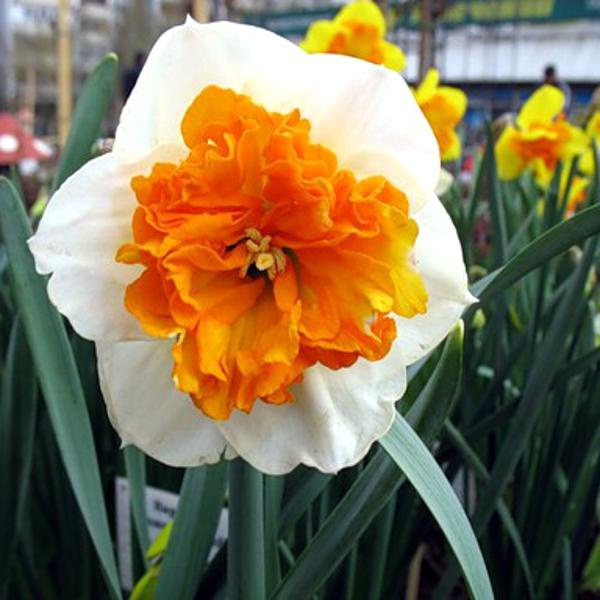 Нарцисс Амадеус Моцарт 12/14 1шт (КолЛайн) 5шт/уп