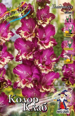 Гладиолус Колор Клаб 12/14 1шт (КолЛайн) 7шт/уп