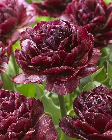 Тюльпан Ночной Дозор 1шт (КолЛайн) 5шт/уп