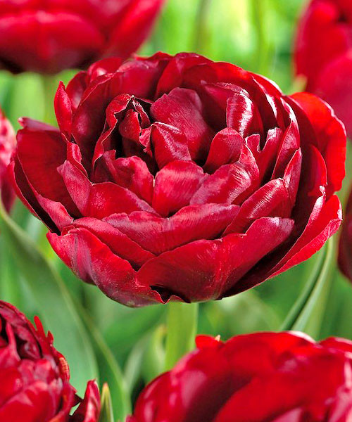 Тюльпан Ред Бейби Долл 1шт (КолЛайн) 7шт/уп 