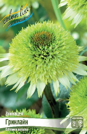 Эхинацея Гринлайн 1шт (КолЛайн)