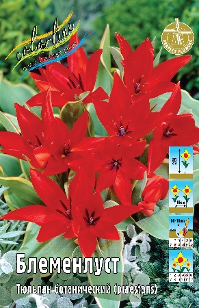 Тюльпан Блеменлуст 1шт (КолЛайн) 8шт/уп