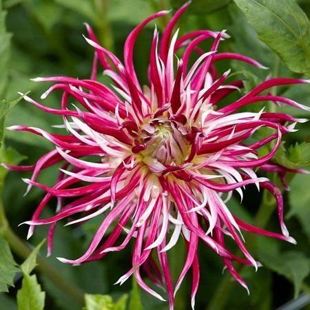 Георгина Холлихил Спайдер Вумен 1шт (КолЛайн)