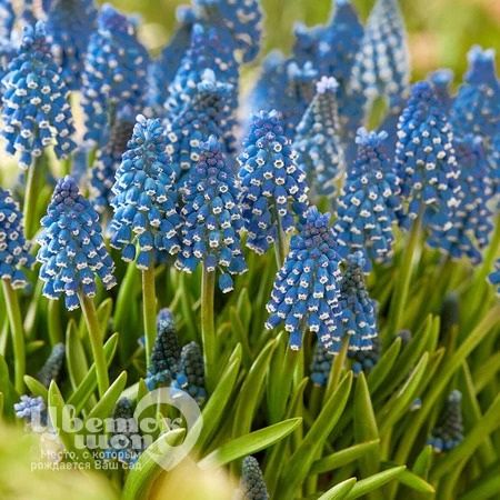 Мускари Соулмейт 7/+ 1шт (КолЛайн) 10шт/уп