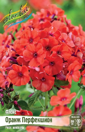 Флокс Оранж Перфекшион 1шт (КолЛайн) 2шт/уп