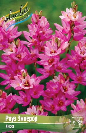 Иксия Роуз Эмперор 5/+ 1шт (КолЛайн) 10шт/уп