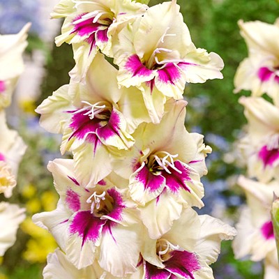 Гладиолус Амбер Мистик 10/12 1шт (КолЛайн) 8шт/уп