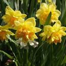 Нарцисс Апофеоз 12/14 1шт (Садовита) 7шт/уп