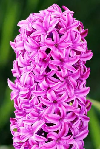 Гиацинт Ричмонд 14/15 1шт (Садовита) 3шт/уп