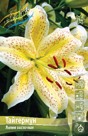 Лилия Тайгермун 12/14 1шт (КолЛайн) 2шт/уп