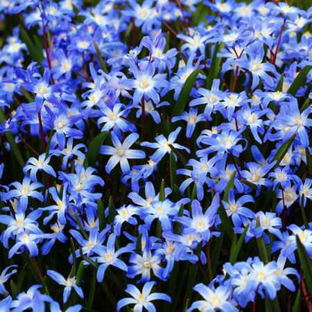 Хионодокса Блю Гиант 1шт (КолЛайн) 10шт/уп