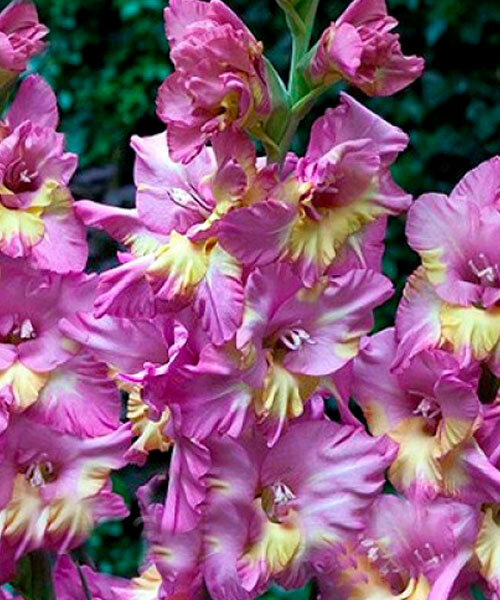 Гладиолус Санбелт 10/12 1шт (КолЛайн) 8шт/уп