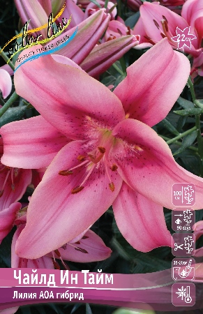Лилия Чайлд ин Тайм 12/14 1шт (КолЛайн)