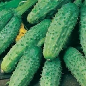 Огурец Сын Полка F1 0,3г б/п (Седек)