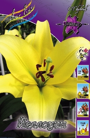 Лилия Йеллоуин 12/14 1шт (КолЛайн) 5шт/уп