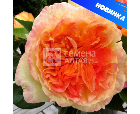 Роза Анри Дельбар 1шт (Алтай) ПРЕМИУМ, ч/г, оранжевая